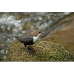 Nichoir pour Cincle plongeur et Bergeronnette grise - Schwegler (N° 19 - 620/2) Nichoir pour Cincle plongeur et Bergeronnette grise - Schwegler (N° 19 - 620/2)