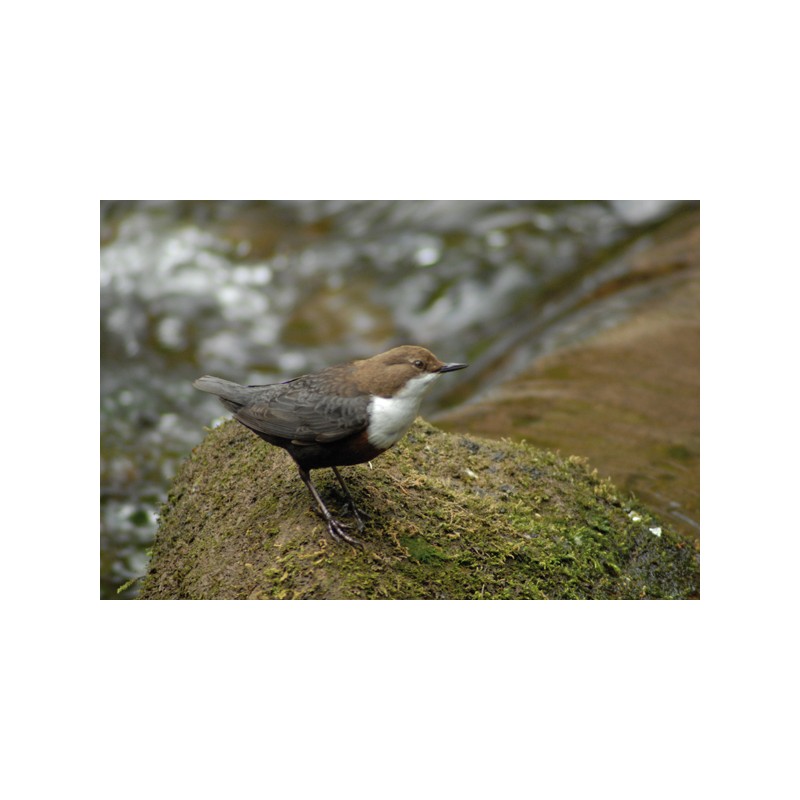 Nichoir pour Cincle plongeur et Bergeronnette grise - Schwegler (N° 19 - 620/2) Nichoir pour Cincle plongeur et Bergeronnette grise - Schwegler (N° 19 - 620/2)