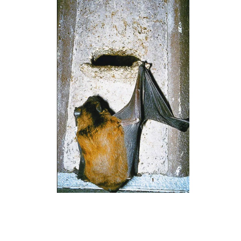 Gîte à chauves-souris universel en béton de bois - Schwegler (2F - 134/4)