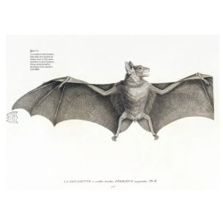 Des voies de l’ombre - Quand les chauves-souris sèment le trouble