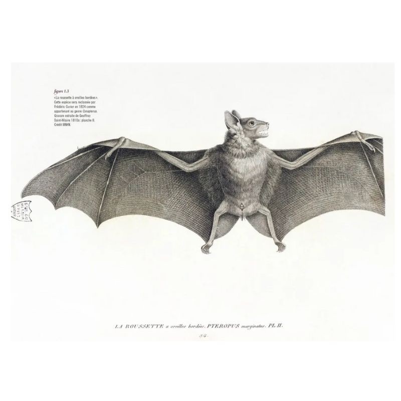 Des voies de l’ombre - Quand les chauves-souris sèment le trouble