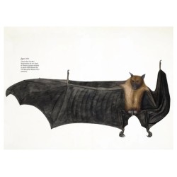 Des voies de l’ombre - Quand les chauves-souris sèment le trouble