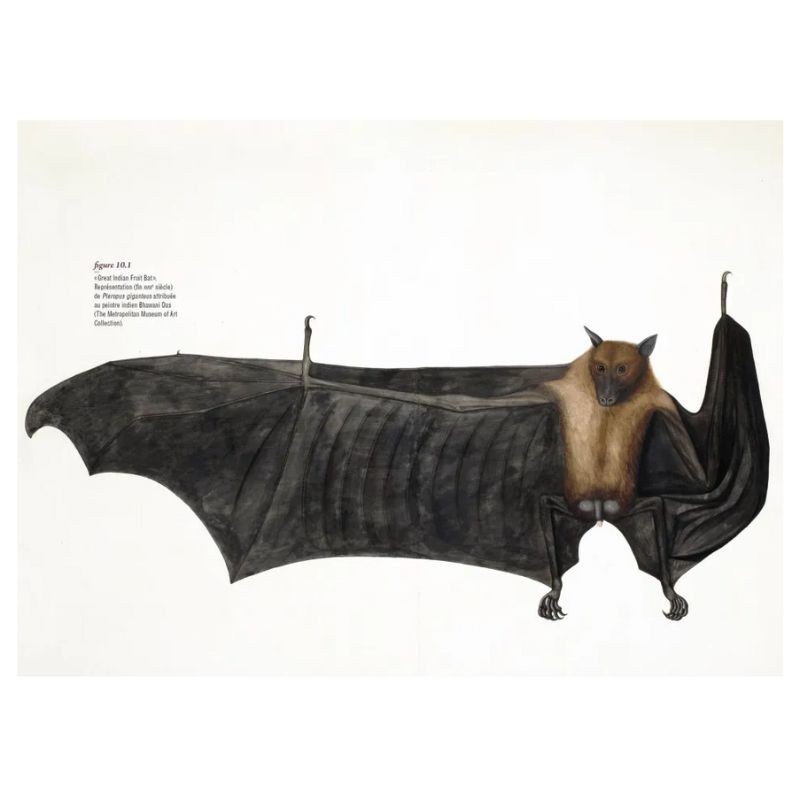 Des voies de l’ombre - Quand les chauves-souris sèment le trouble