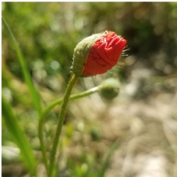 Graines bio de Coquelicot des jardins
