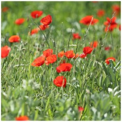 Graines bio de Coquelicot des jardins