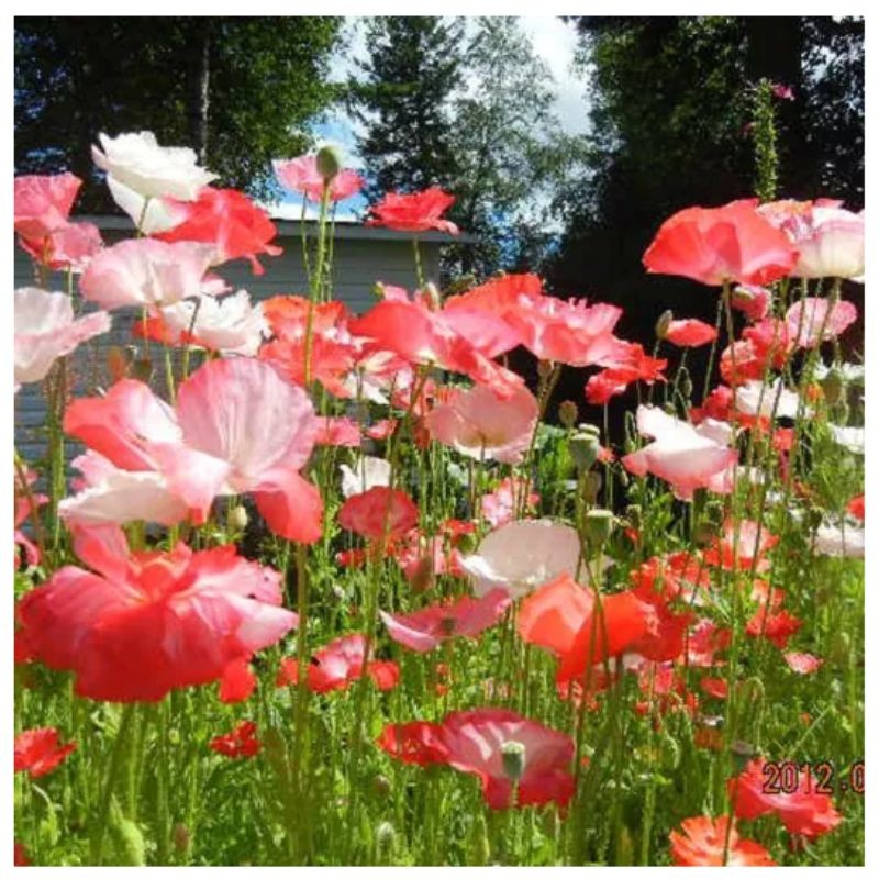 Graines bio de Coquelicot des jardins