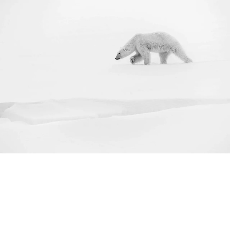 Toundra - livre et film