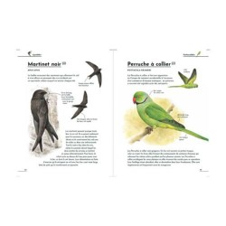Petit guide d'identification des oiseaux