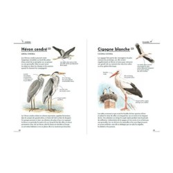 Petit guide d'identification des oiseaux