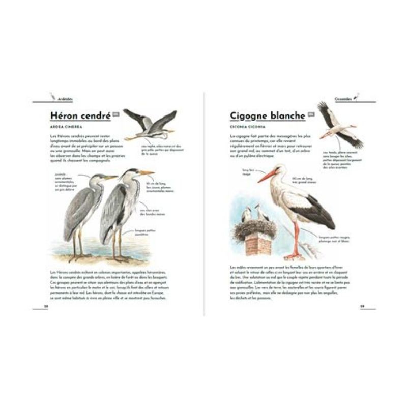 Petit guide d'identification des oiseaux
