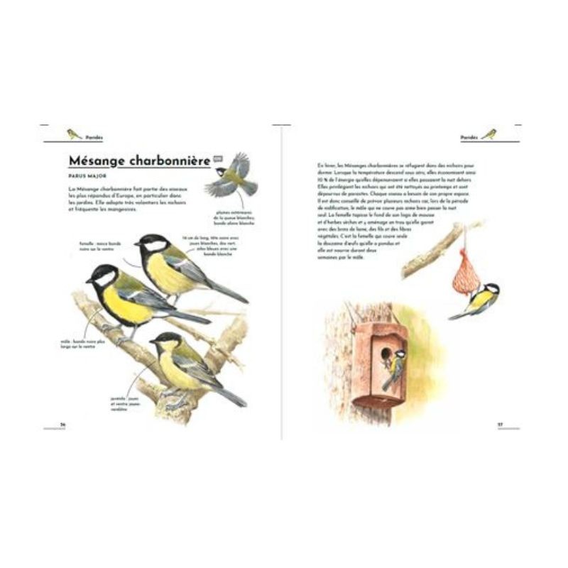 Petit guide d'identification des oiseaux
