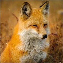 Serviettes "Renard"- Table