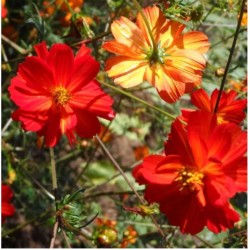 Graines bio de Cosmos 'Red Junny'