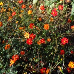 Graines bio de Cosmos 'Red Junny'