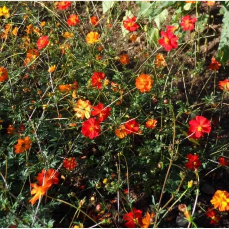 Graines bio de Cosmos 'Red Junny'