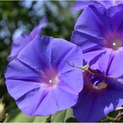 Graines bio Ipomée violette