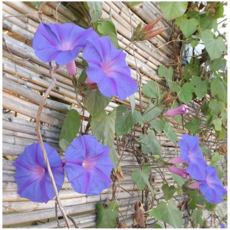 Graines bio Ipomée violette