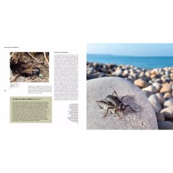 Il faut sauver nos insectes Il faut sauver nos insectes