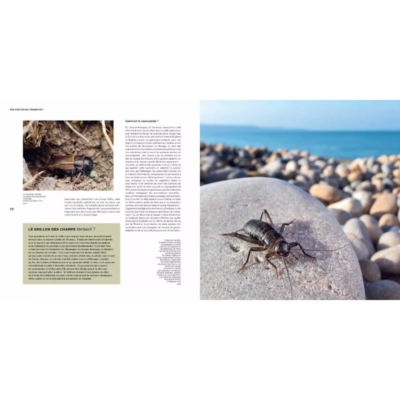 Il faut sauver nos insectes Il faut sauver nos insectes