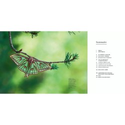 Il faut sauver nos insectes Il faut sauver nos insectes