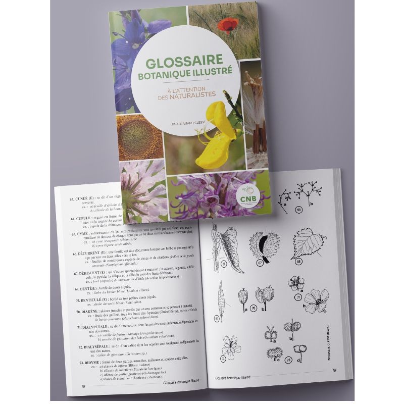 Glossaire botanique illustré