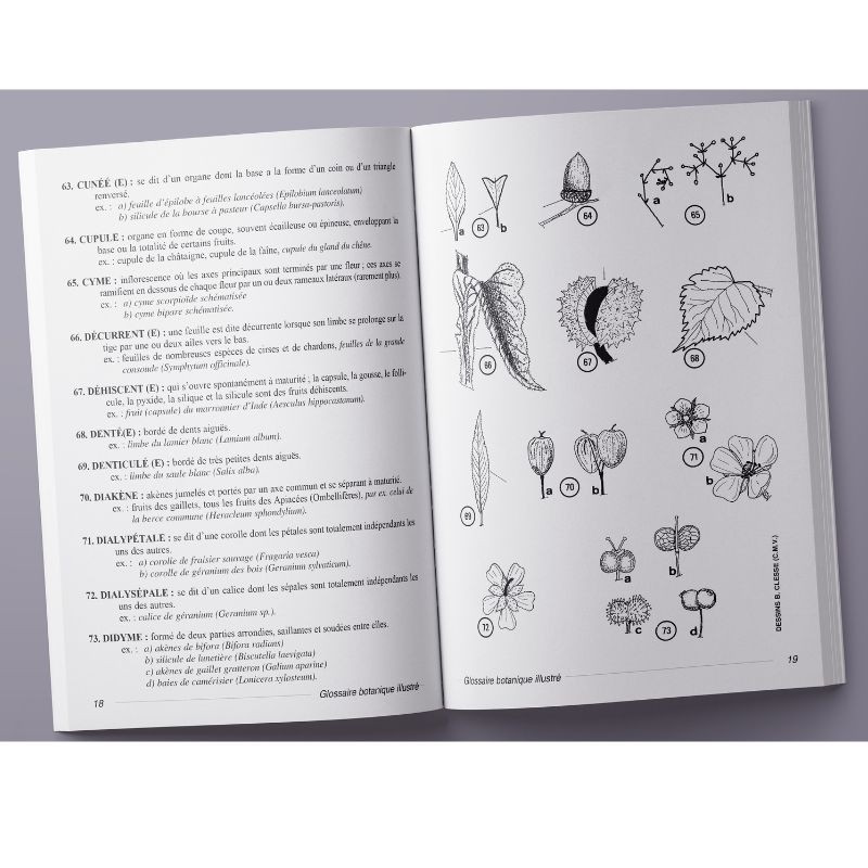 Glossaire botanique illustré