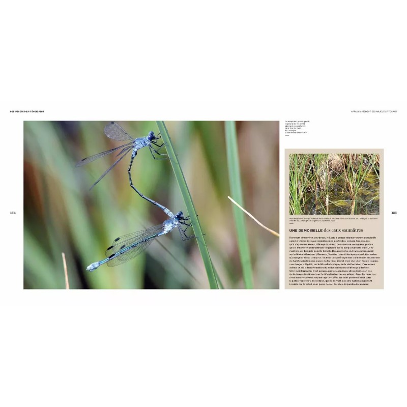 Il faut sauver nos insectes Il faut sauver nos insectes