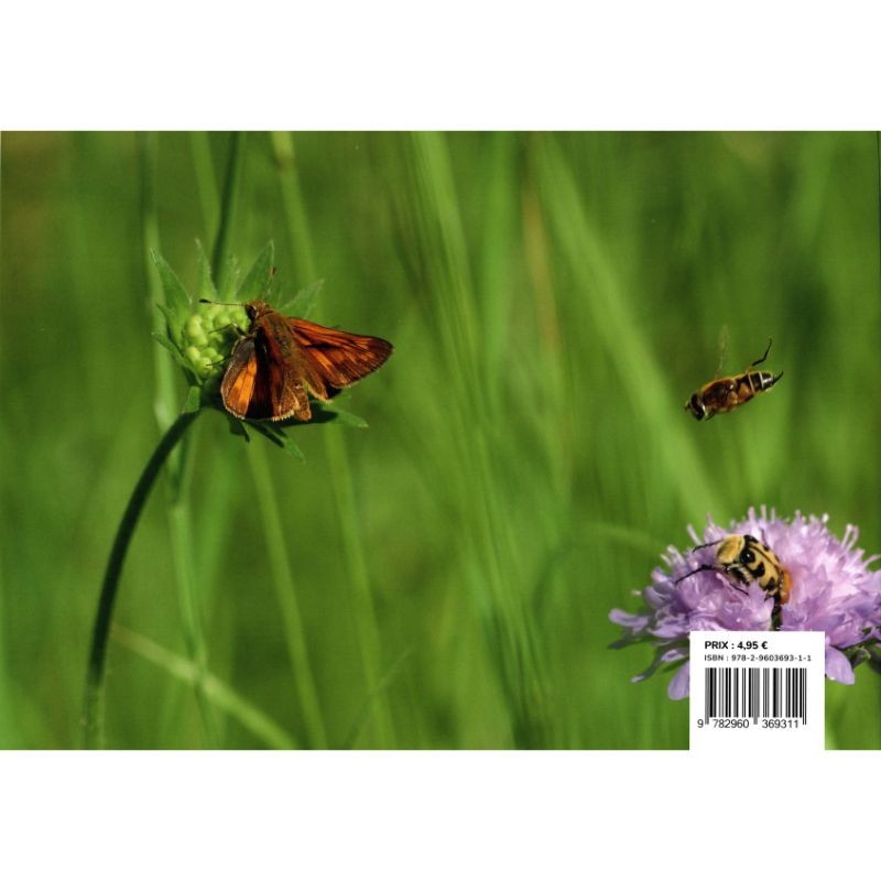 Clé de détermination photographique des principaux Ordres d’Hexapodes de Belgique et des régions voisines