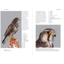 Zakgids roofvogels en uilen Zakgids roofvogels en uilen