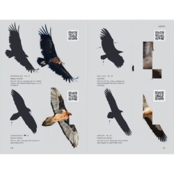 Zakgids roofvogels en uilen Zakgids roofvogels en uilen