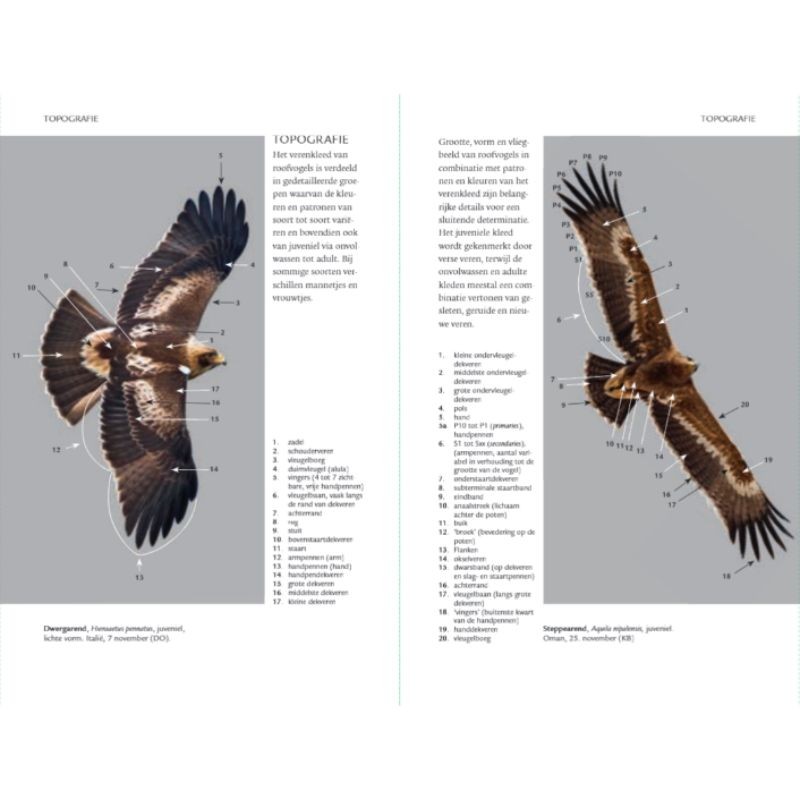 Zakgids roofvogels en uilen Zakgids roofvogels en uilen