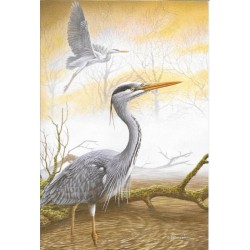 Hérons cendrés (Série 12) - Carte de correspondance d'André Buzin