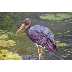 Cigogne noire (Série 12) - Carte de correspondance d'André Buzin