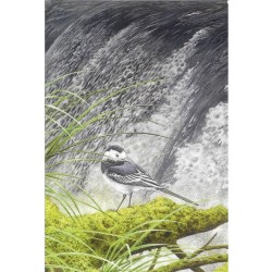 Bergeronnette grise (Série 12) - Carte de correspondance d'André Buzin