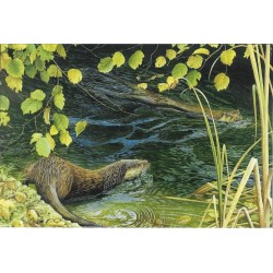 Loutres (Série 12) - Carte de correspondance d'André Buzin