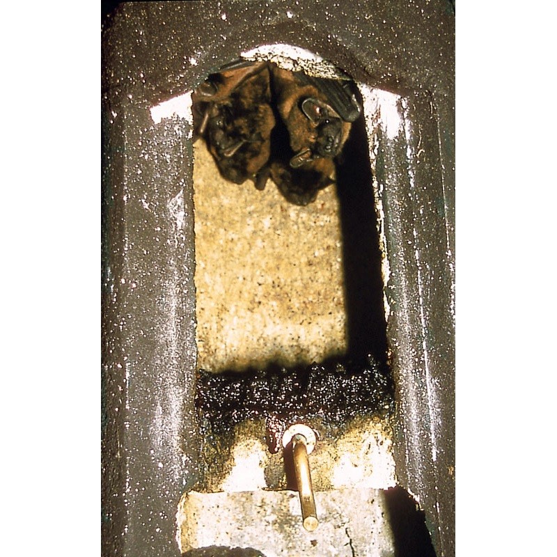 Gîte à chauves-souris spécial - Béton de bois - Schwegler (2FN - 136/8) Gîte à chauves-souris spécial - Béton de bois - Schwegler (2FN - 136/8)