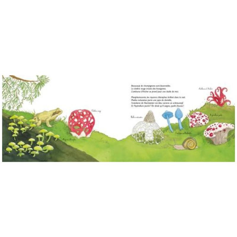 Chapeau les champignons ! Mycologie