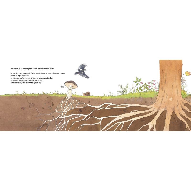 Chapeau les champignons ! Mycologie