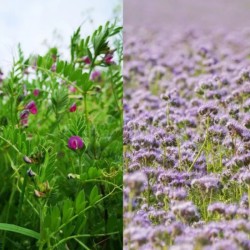 Graines bio - Mélange Spécial sol lourd (engrais vert)