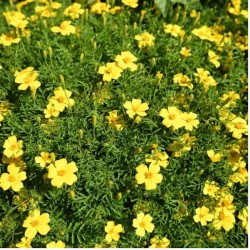 Graines bio de Tagète Citron