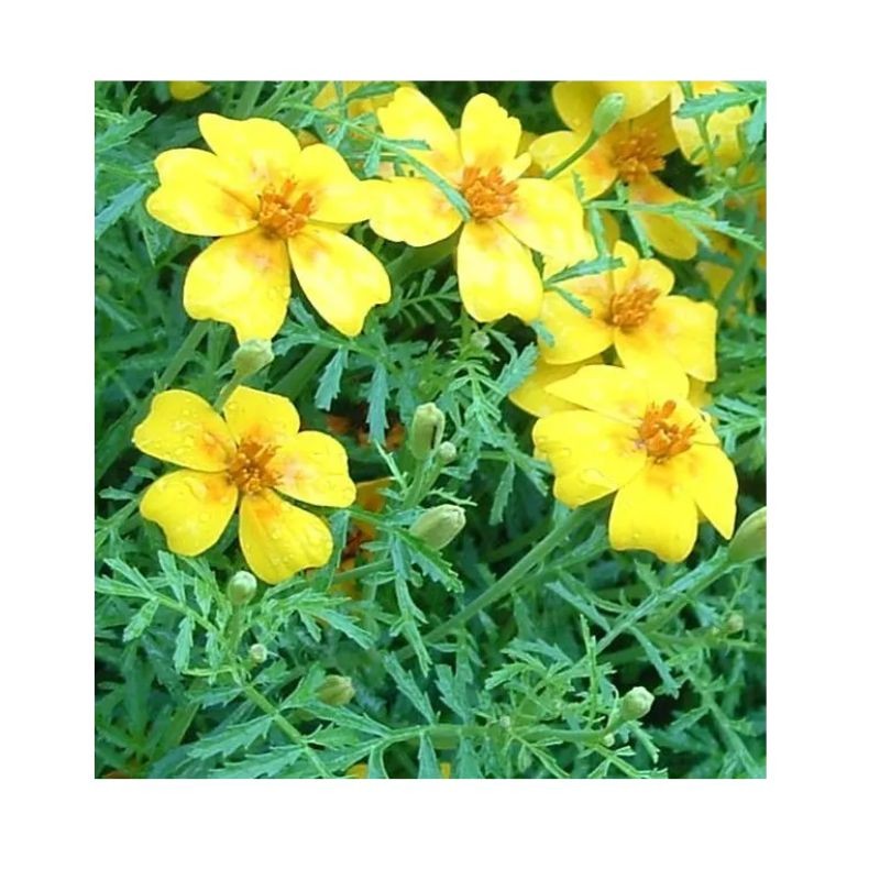 Graines bio de Tagète Citron