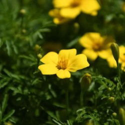 Graines bio de Tagète Citron