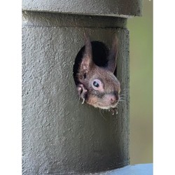 Abri de nidification écureuils - Béton de bois - Schwegler (177/1)