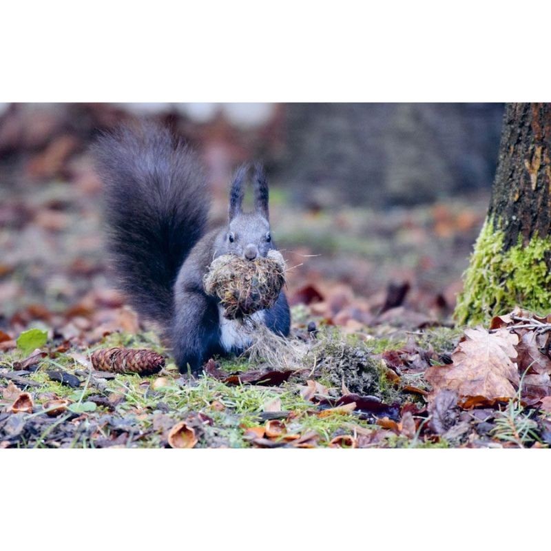 Abri de nidification écureuils - Béton de bois - Schwegler (177/1)