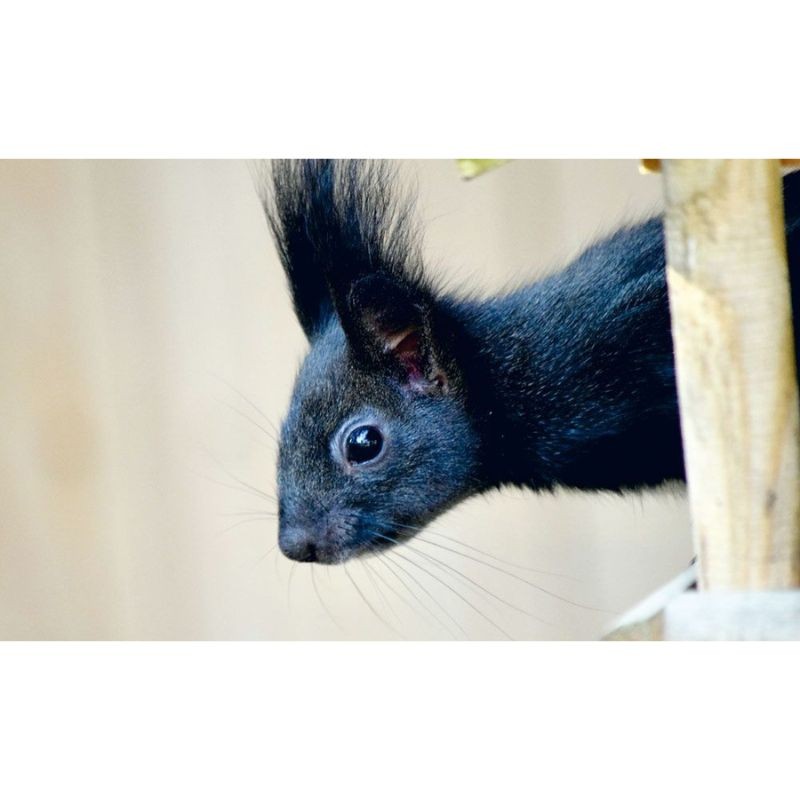 Abri d'élevage écureuils - Béton de bois - Schwegler (178/8)