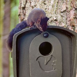 Abri d'élevage écureuils - Béton de bois - Schwegler (178/8)