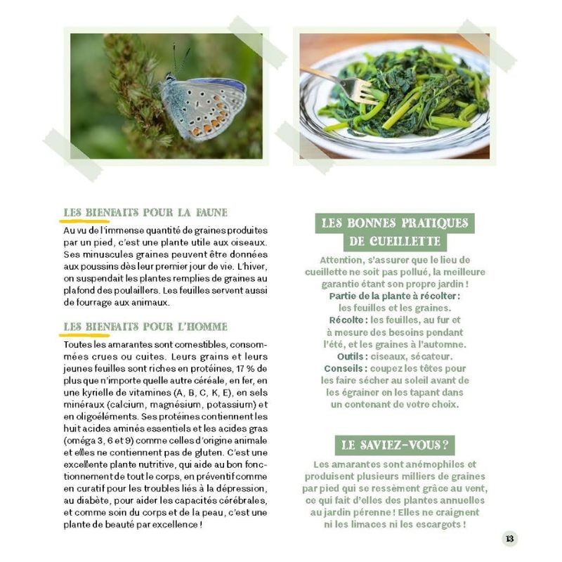 Accueillir les mauvaises herbes au jardin Accueillir les mauvaises herbes au jardin
