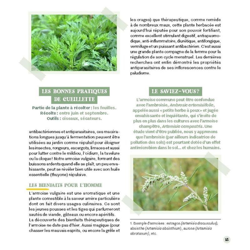 Accueillir les mauvaises herbes au jardin Accueillir les mauvaises herbes au jardin