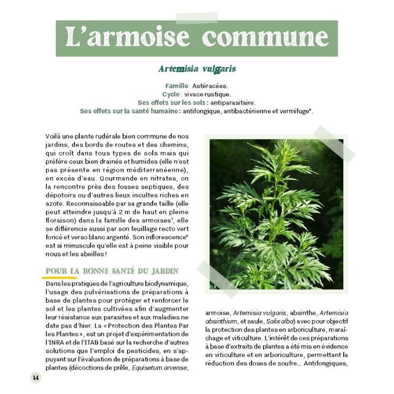 Accueillir les mauvaises herbes au jardin Accueillir les mauvaises herbes au jardin