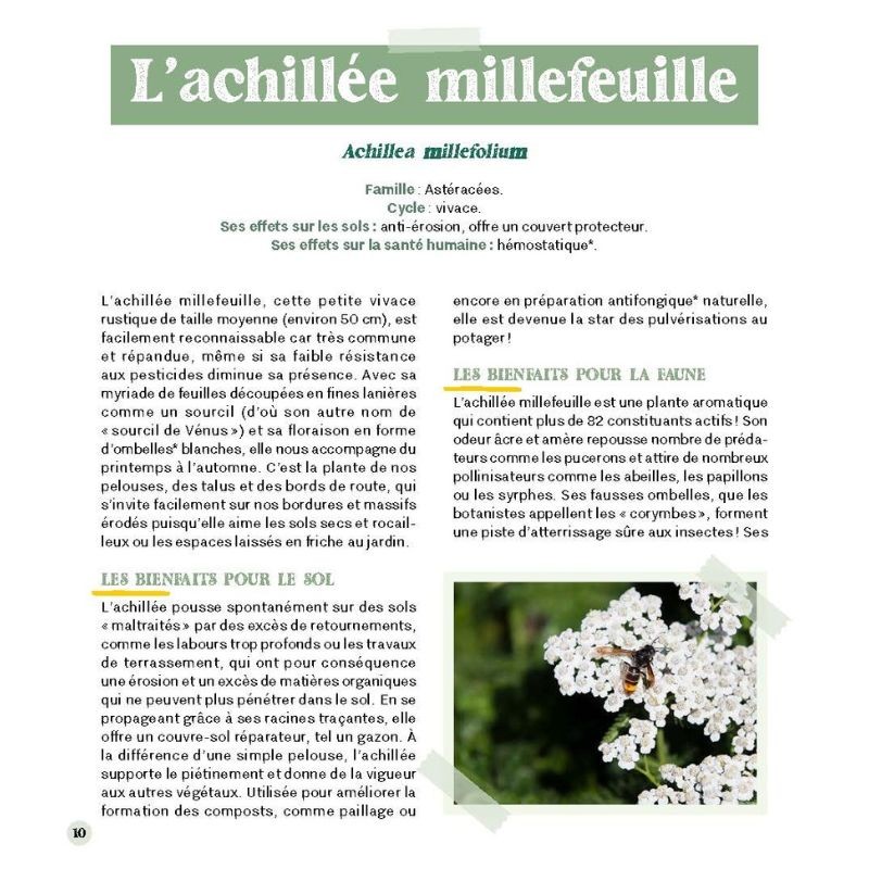 Accueillir les mauvaises herbes au jardin Accueillir les mauvaises herbes au jardin